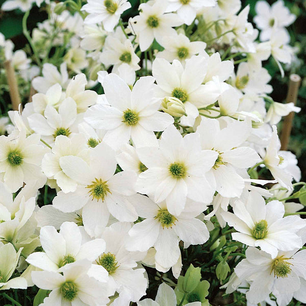 Clematis Plant 'Wisley Cream'