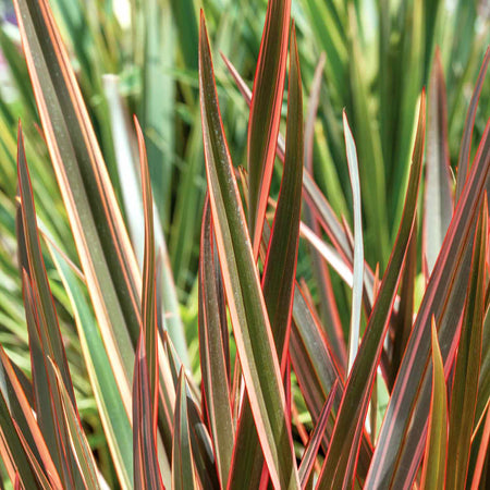 Phormium 'Maori Queen'