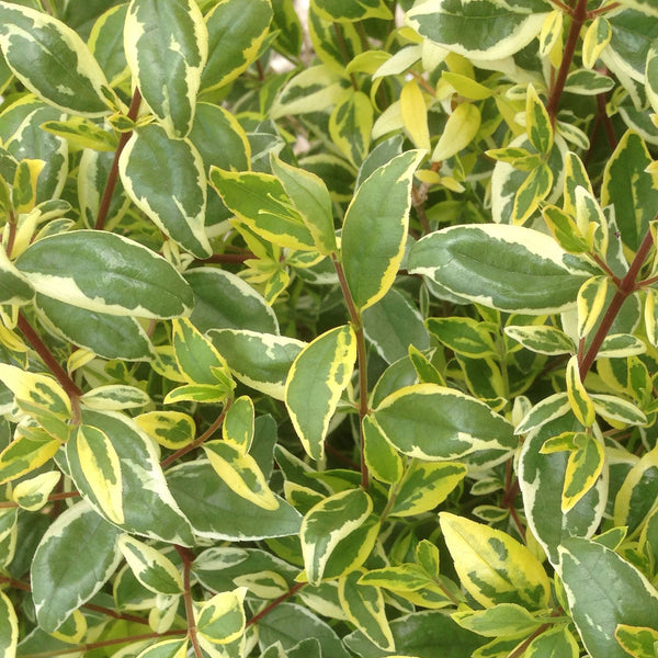 Abelia Plant 'Radiance'