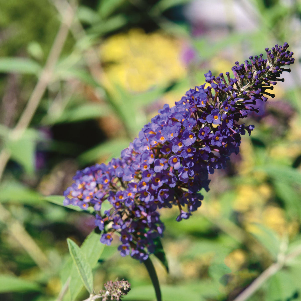 Buddleja davidii 'Adonis Blue' - 3Ltr Plant | Buy Buddleia Seeds Online ...