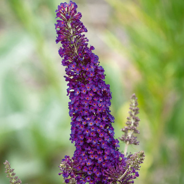 Buddleja Plant 'Davidii Black Knight'