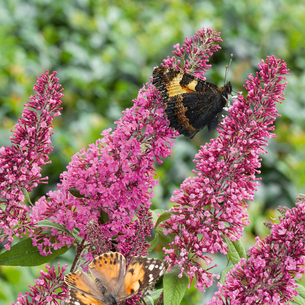 Buddleja davidii Plant 'Pink Delight'