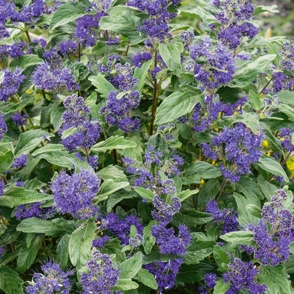 Caryopteris x clandonensis Plant 'Kew Blue'