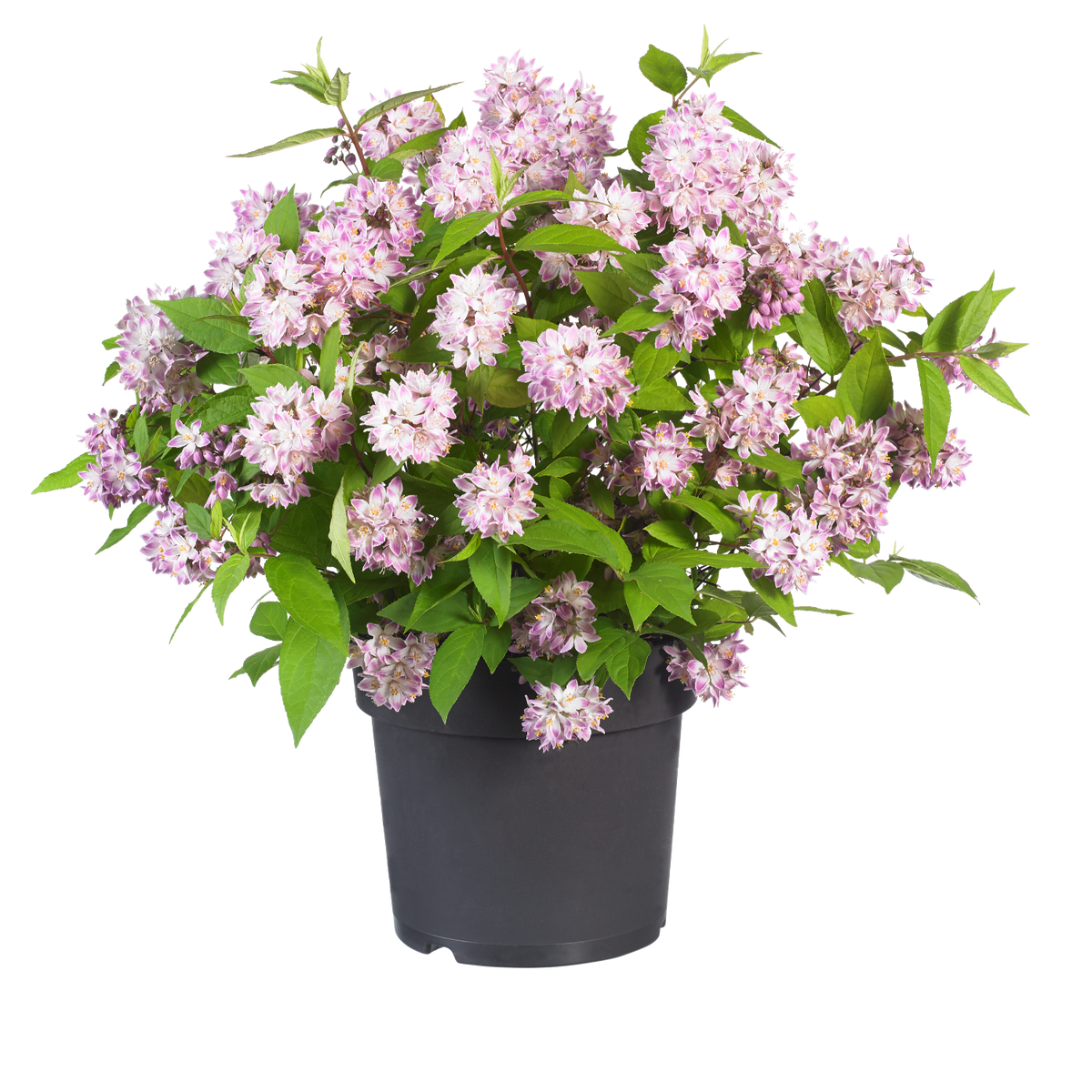 Deutzia 'Raspberry Sundae' - 9cm Plant | Buy Deutzia Plants Online ...