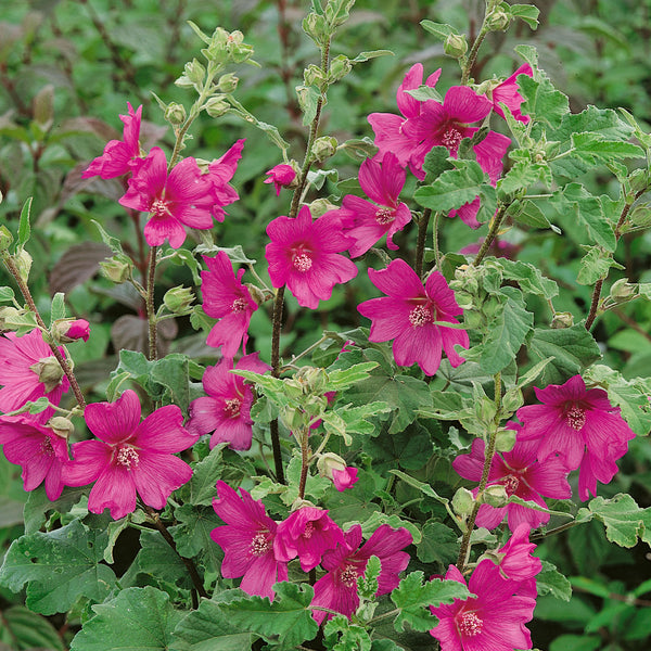 Lavatera Plant 'Burgundy Wine'