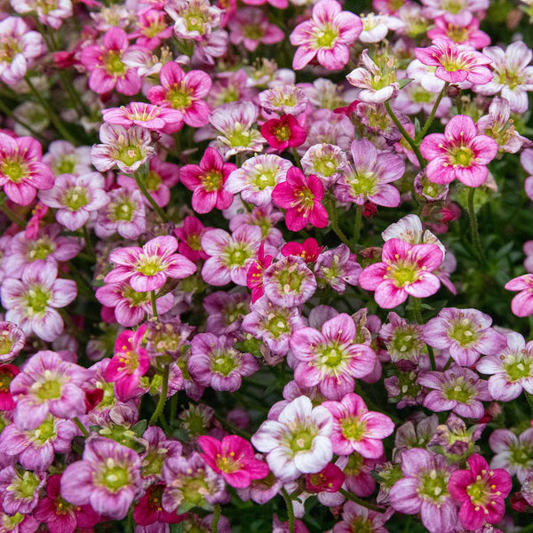 Saxifraga Plant 'Arendsii Marto Rose'