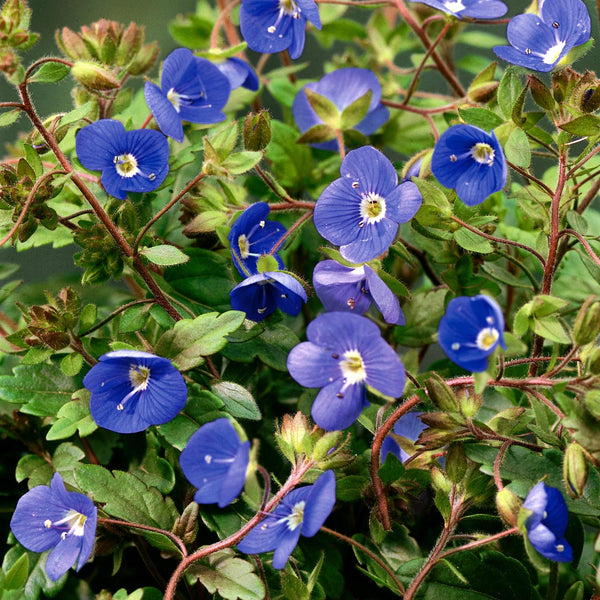 Veronica Plant 'Georgia Blue'