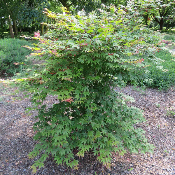 Acer Palmatum Plant