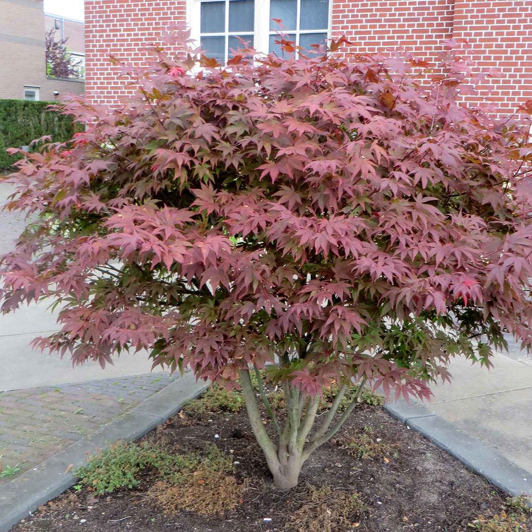 Acer Pal. Atropurpureum 9cm Plant | Buy Acer Plants Online | Acer Plant ...