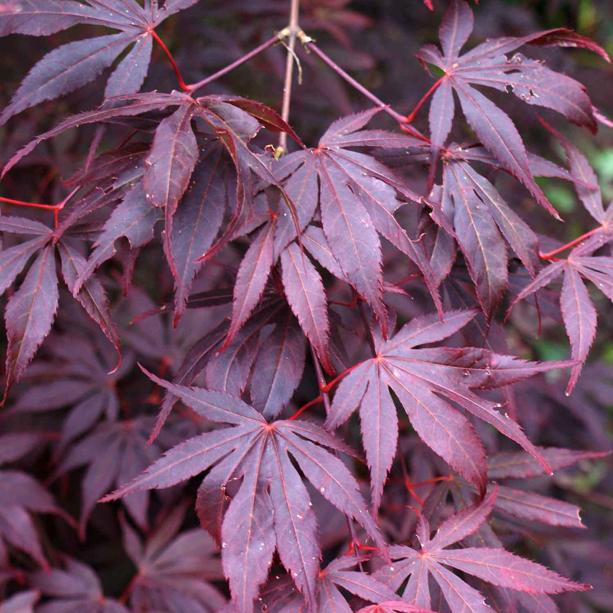 Acer Pal. Atropurpureum 9cm Plant | Buy Acer Plants Online | Acer Plant ...