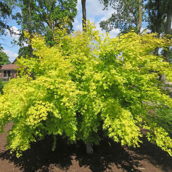 Acer palmatum 'Orange Dream'