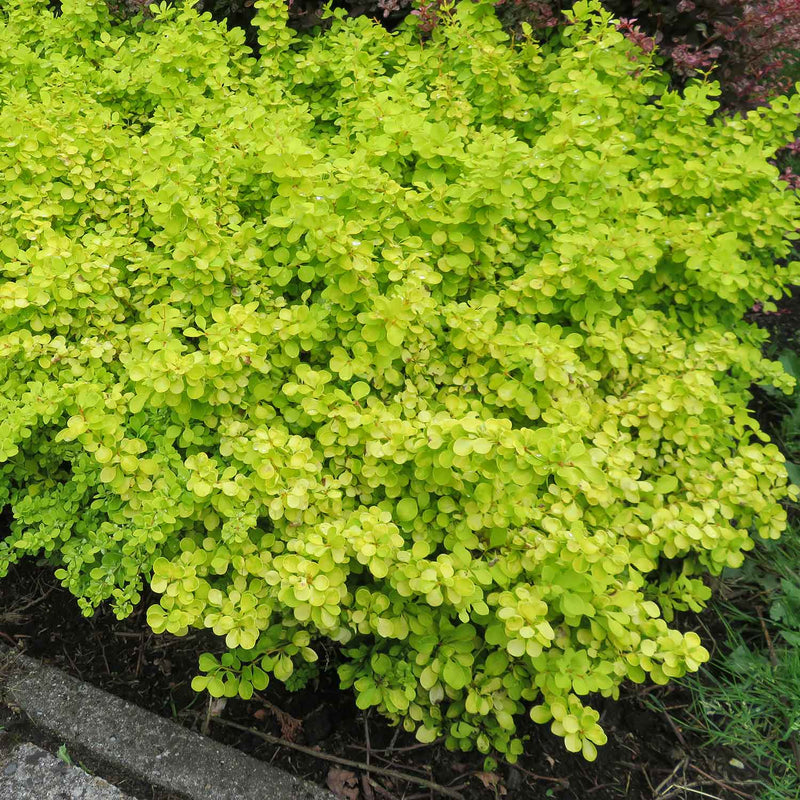 Berberis Thunbergii 'Golden Horizon'®