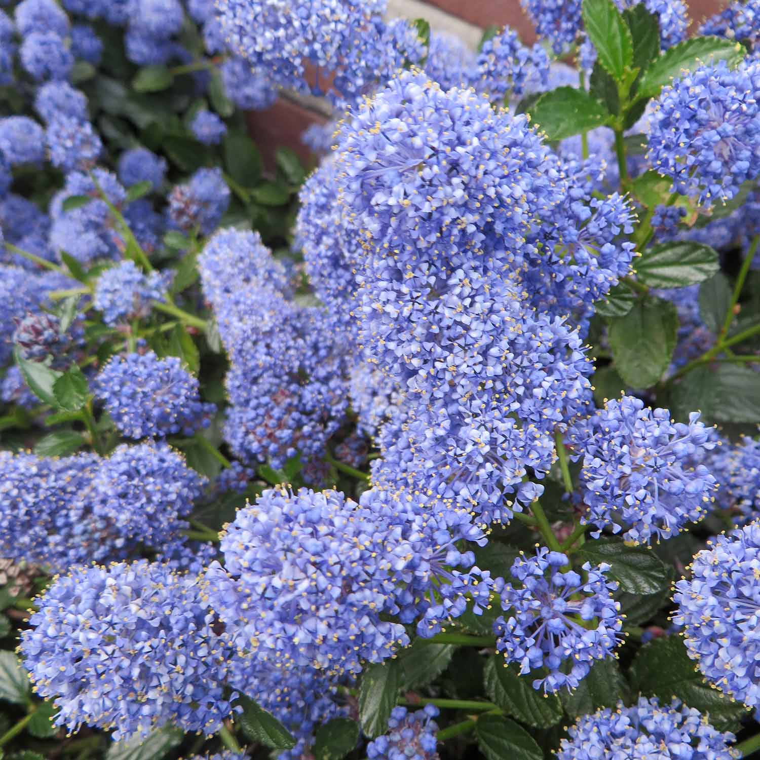 Ceanothus Blue Mound 3Ltr Plant Buy Ceanothus Plants Online