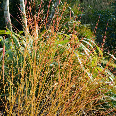 Cornus Plant 'Midwinter Fire'