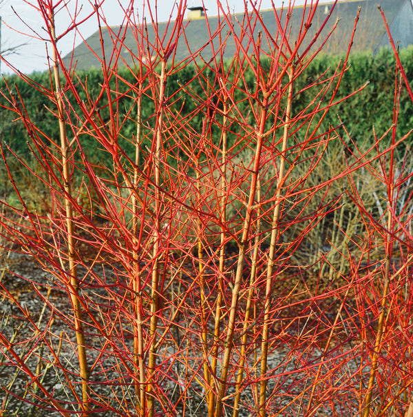 Cornus sanguinea 'Midwinter Fire'