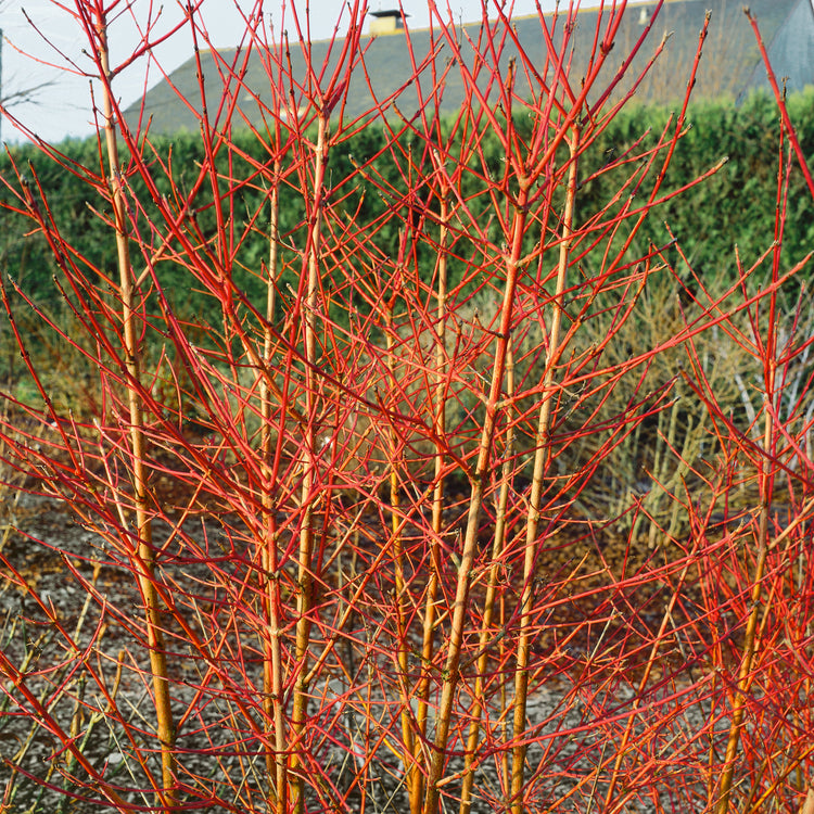 Cornus Plant 'Midwinter Fire'