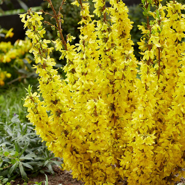 Forsythia int. Plant 'Mikador'
