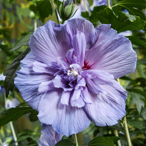 Hibiscus syr. Plant 'Blue Chiffon'