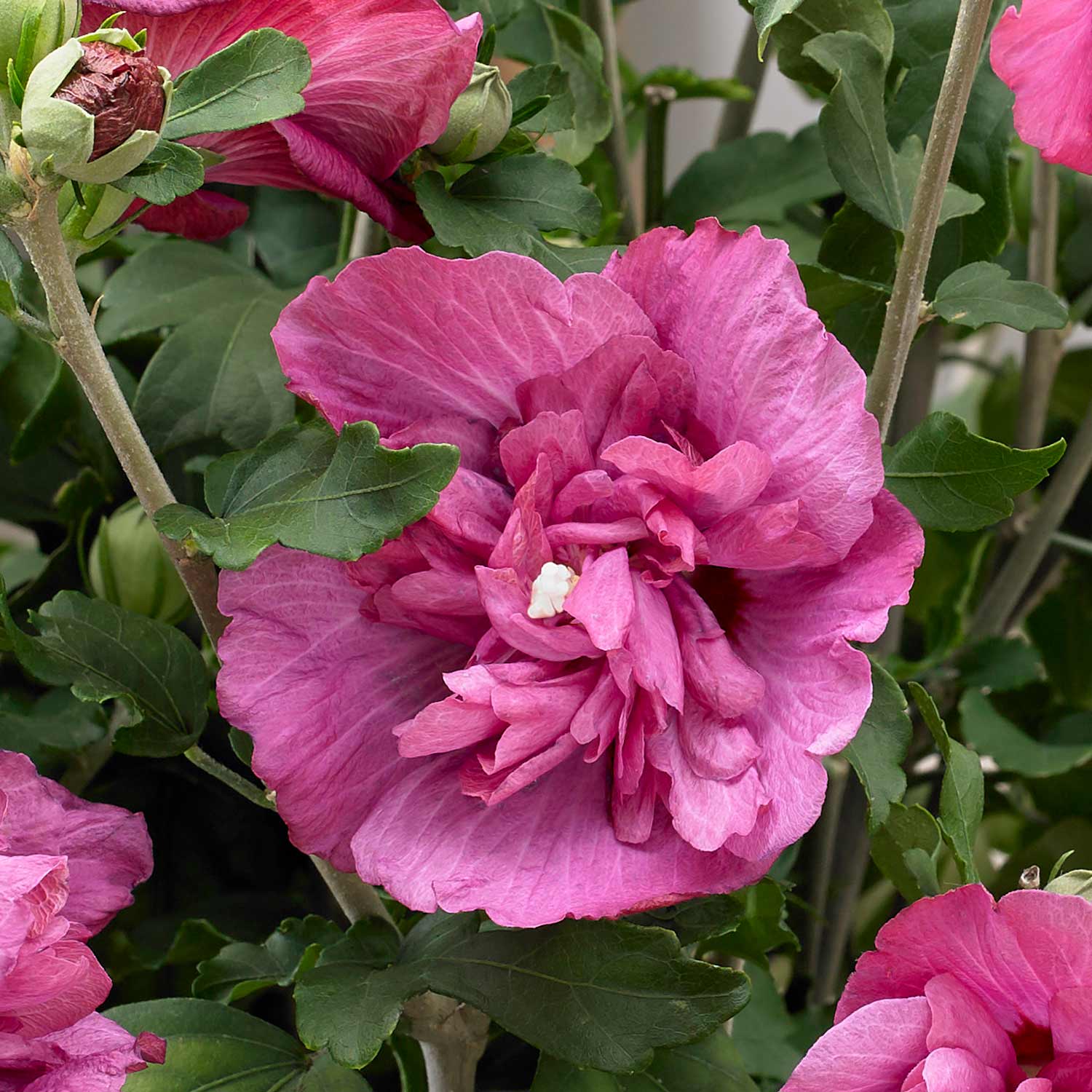 Hibiscus syr. 'Magenta Chiffon'® - 9cm Plant | Buy Hibiscus Plants ...