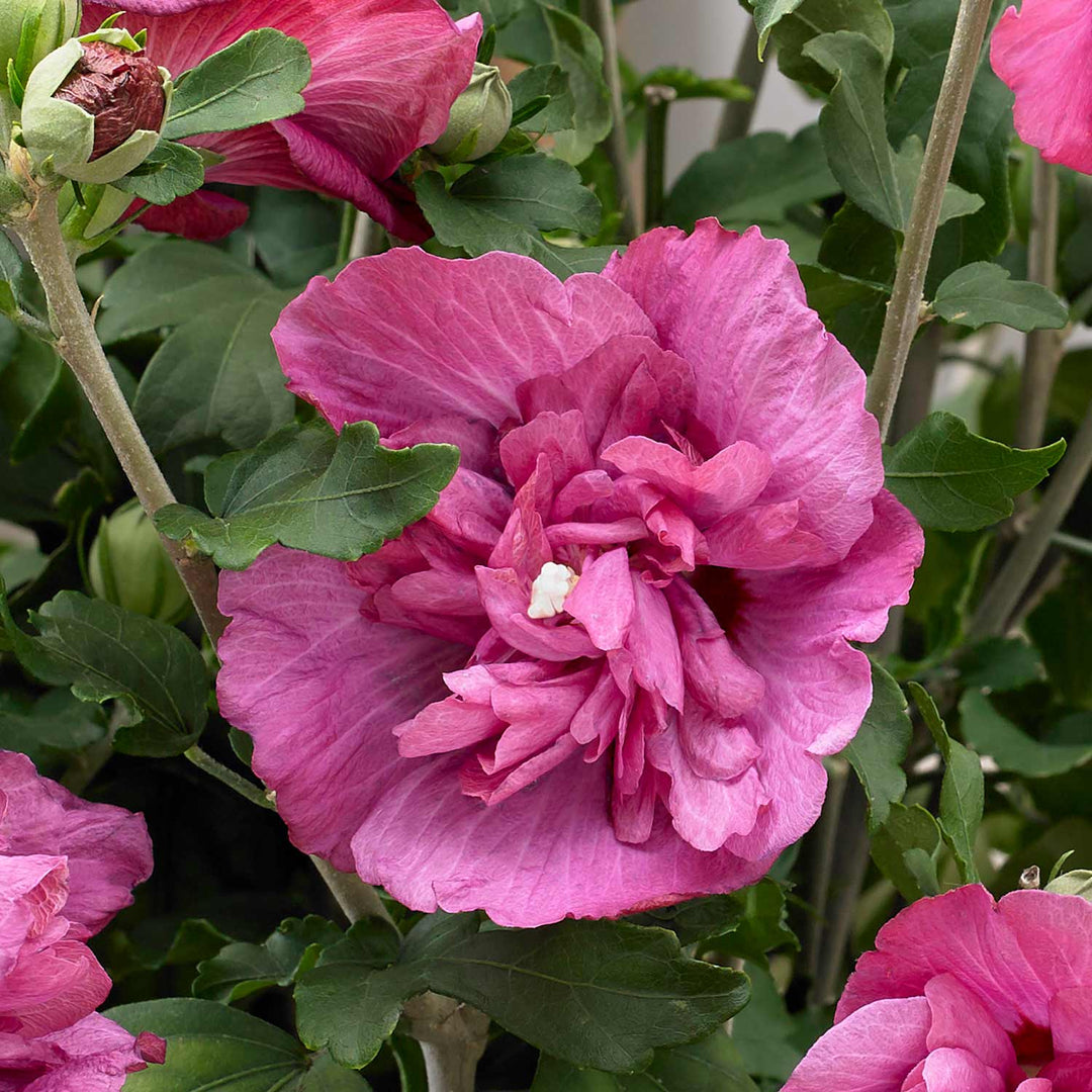 Hibiscus syr. 'Magenta Chiffon'® - 3Ltr Plant | Buy Hibiscus Plants ...