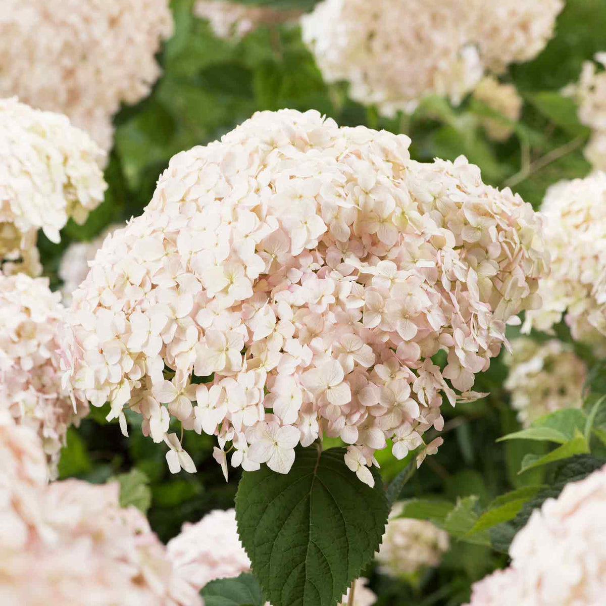 Hydrangea arb. Candybelle® 'Marshmallow' - 9cm Plant | Buy Hydrangea ...