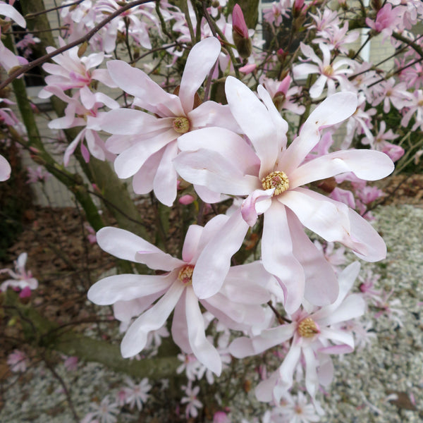 Magnolia Loebneri Plant 'Leonard Messel'