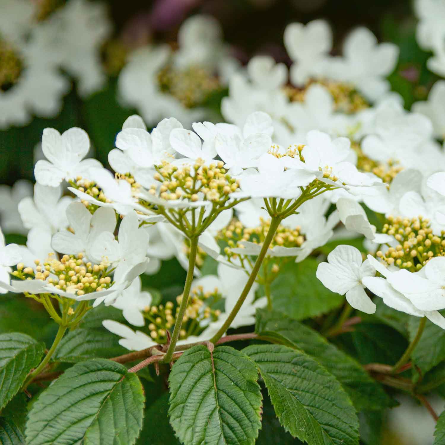 Viburnum plic. 'Summer Snowflake' 3Ltr Plant Buy Viburnum Plants