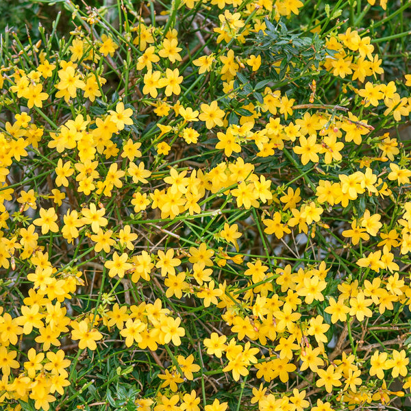 Jasmine Nudiflorum Plant