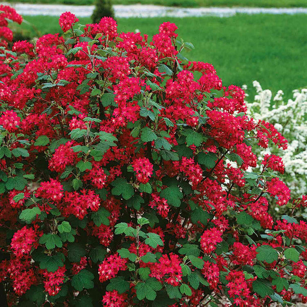 Ribes Plant 'Pulborough Scarlett'