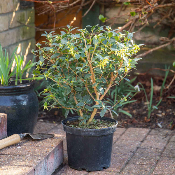 Osmanthus x Burkwoodii Plant