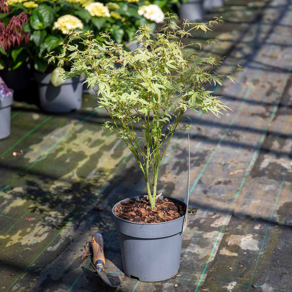 Acer palmatum Plant 'Butterfly'