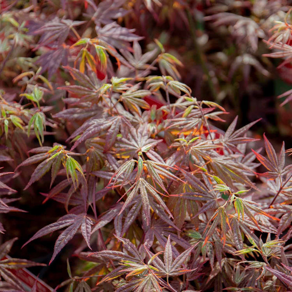 Acer palmatum Plant 'Atropurpureum'