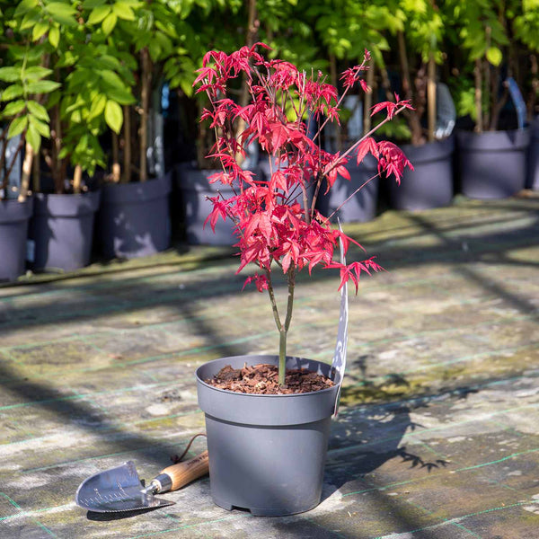 Acer palmatum 'Beni-maiko' - 3 Ltr