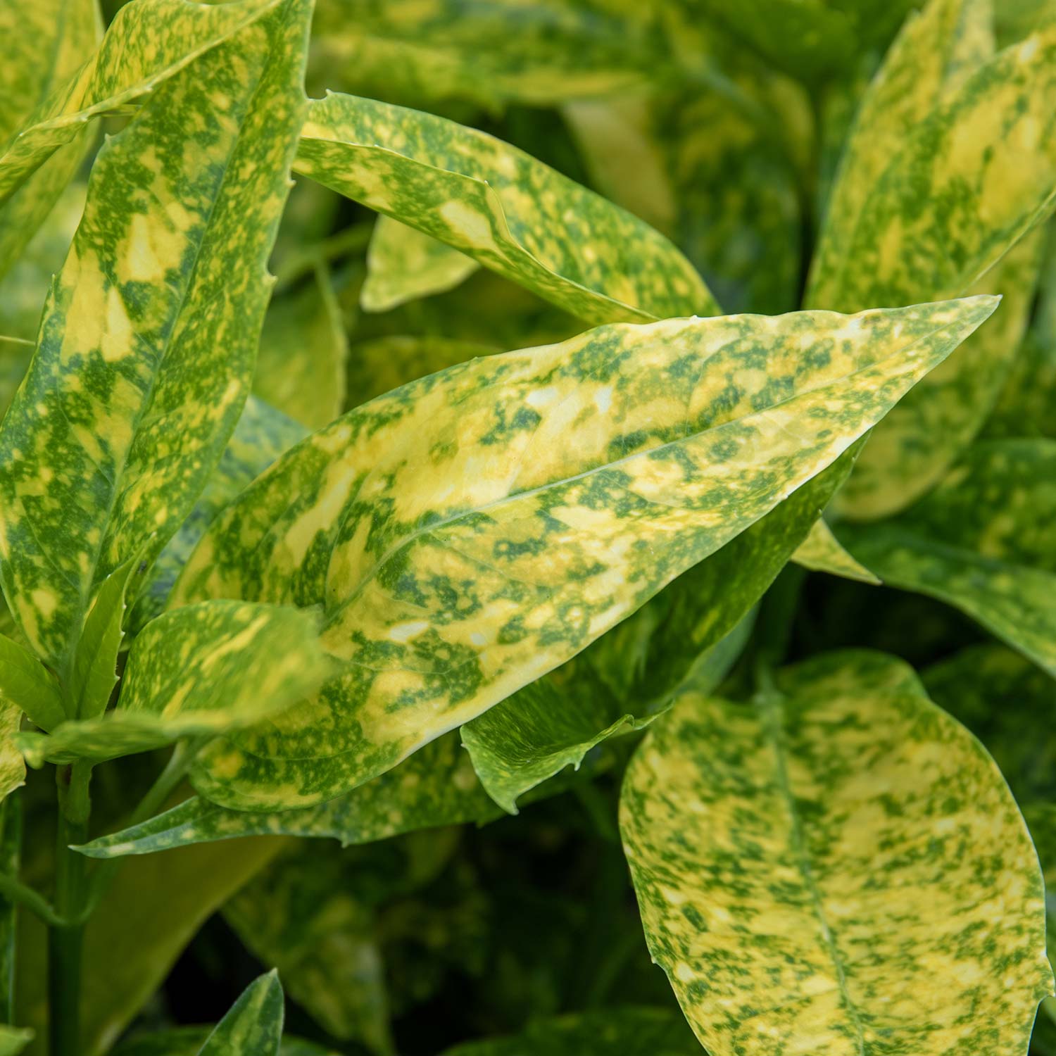 Aucuba Japonica 'Golden Girl' 9cm Plant Buy Aucuba Plants Online