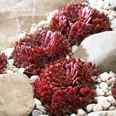 Sempervivum Plant 'Coral Red'