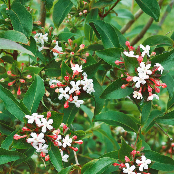 Abelia Plant Mosanensis 'Bridal Bouquet Monia'