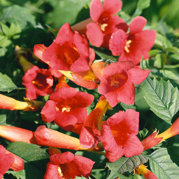 Campsis Plant  'Flamenco'