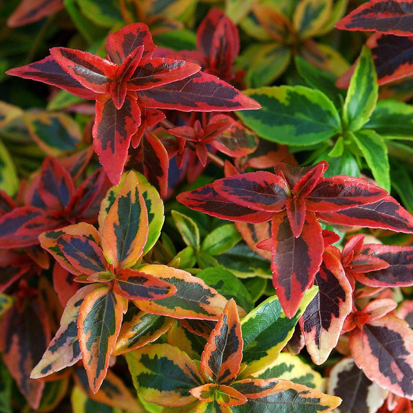 Abelia Plant 'Kaleidoscope'