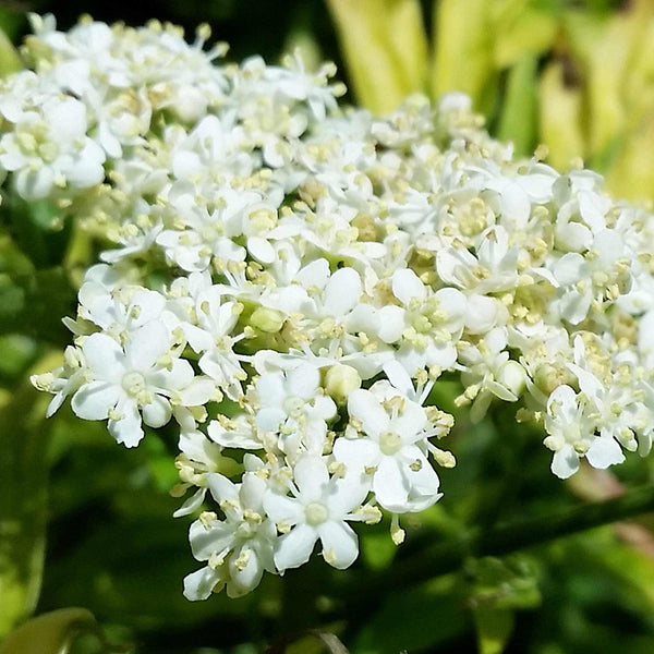 Sambucus Plant 'Golden Towers'