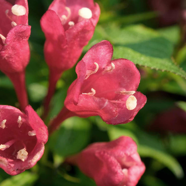 Weigela Picobella Plant 'Rosso'