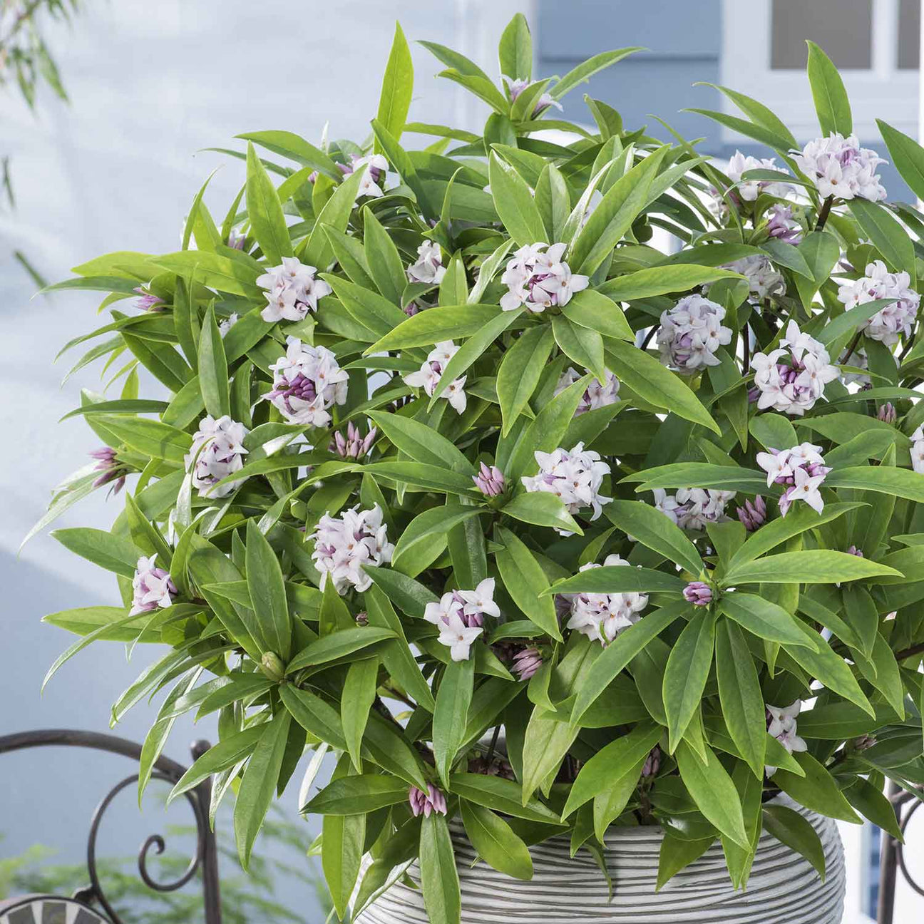 Daphne Odora 'Perfume Princess' 2Ltr Plant Buy Daphne Plants Online