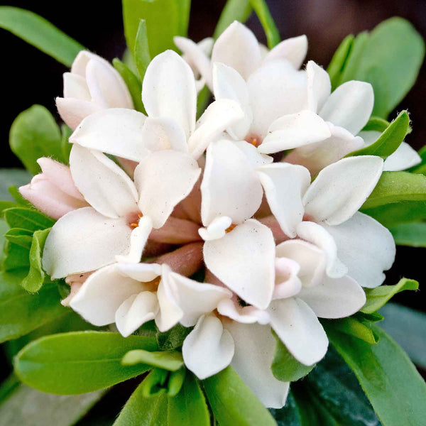 Daphne X Transatlantica Plant 'Eternal Fragrance'