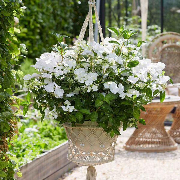 Hydrangea Plant 'Runaway Bride'
