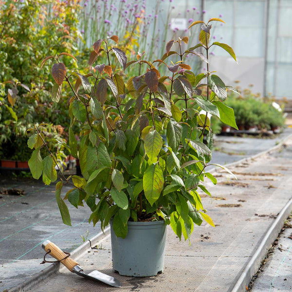 Callicarpa Bodinieri Plant 'Profusion'