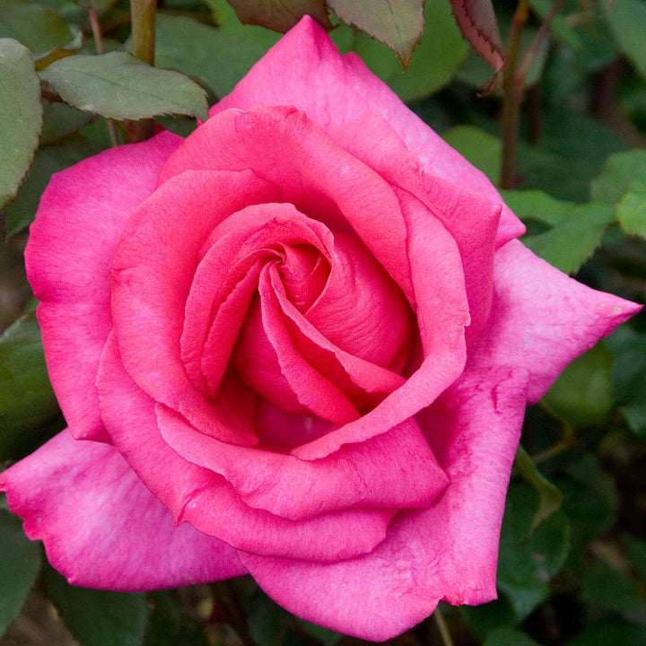 Rose 'Buxom Beauty' (Bush) - Bare Root | Buy Rose Trees Online | Rose ...