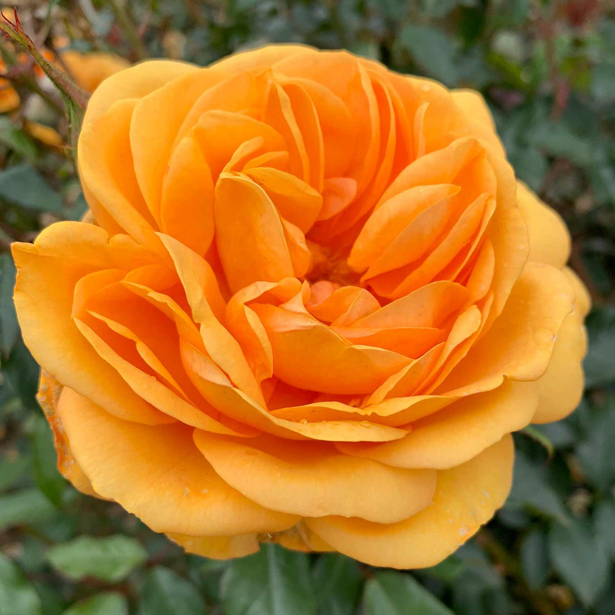 Rose 'Golden Beauty' Bare Root Buy Rose Trees Online Rose Trees