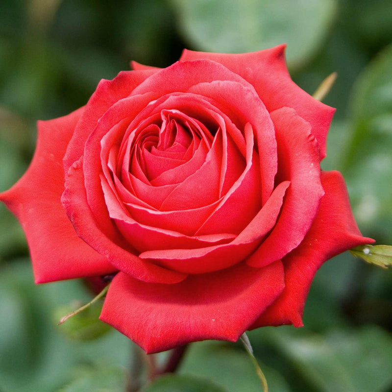 Rose ‘Ruby Wedding’ (Bush) – Bare Root