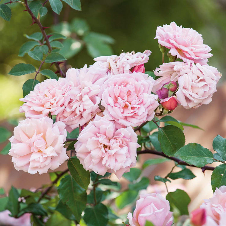 Rose 'Albertine Rambling' (Bush) - Bare Root | Buy Rose Trees Online ...