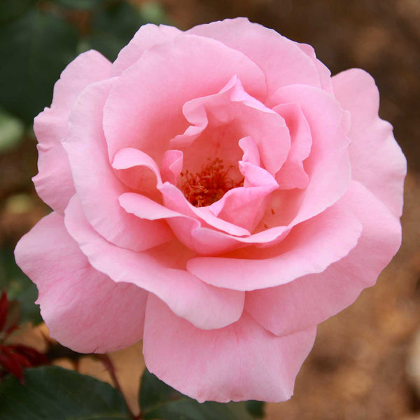 Rose Bush Plant 'Queen Elizabeth'