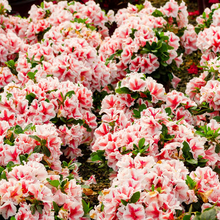 Azalea Encore Plant 'Autumn Starburst'